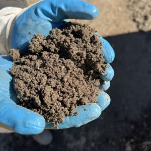 sydney sand