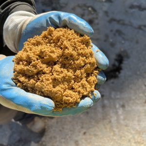 sydney sand
