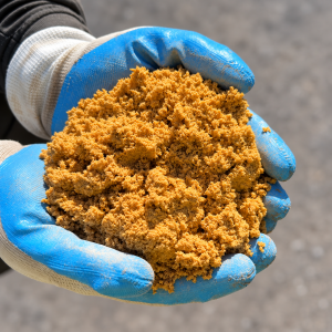 Yellow Brickies Sand held in blue and white gloves