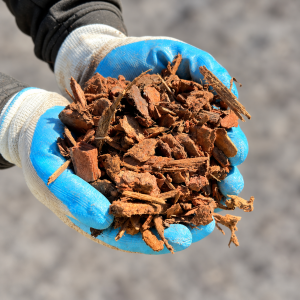 Pine Bark 10-15mm held in blue and white gloves