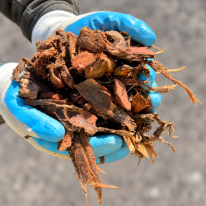 Pine Bark 25mm held in blue and white gloves
