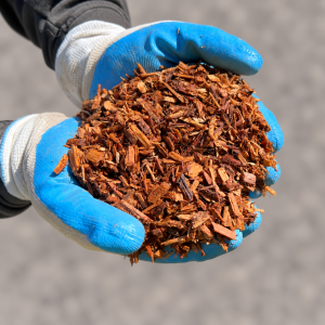Cypress Fine Mulch vs Cypress Pine Woodchip Cypress Fine Mulch held in blue and white gloves