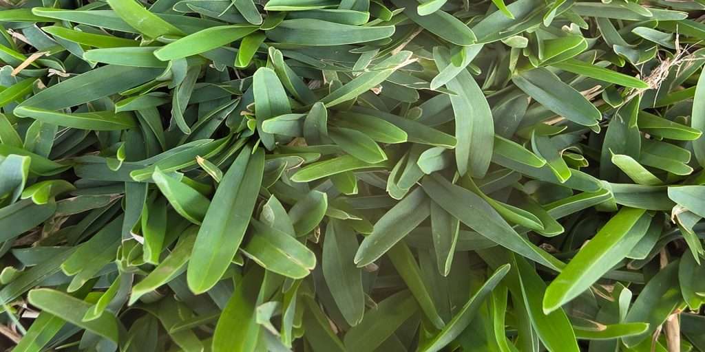 Home Turf — Cobalt Hybrid Buffalo grass